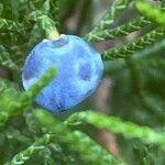 Juniperus horizontalis Fruit