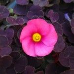 Oxalis purpurea Virág