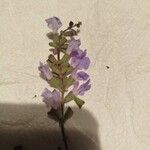 Salvia pallida Lorea