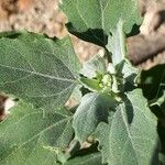 Atriplex laciniata पत्ता