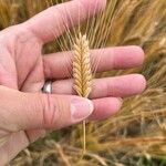 Triticum monococcum Fruit