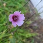 Althaea cannabinaKvet