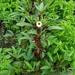 Hibiscus sabdariffa Habitus