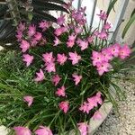 Zephyranthes carinata Floare