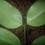 Garcinia epunctata Φύλλο