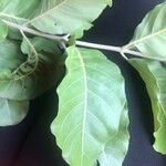 Combretum glutinosum 葉