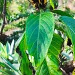 Justicia aurea Hoja