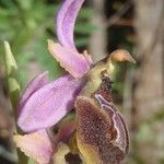 Ophrys arachnitiformis പുഷ്പം