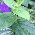 Thunbergia battiscombei Leaf