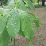 Asimina triloba Fuelha