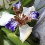 Neomarica northiana Flor