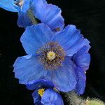 Meconopsis simikotensis Flower