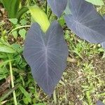 Colocasia esculentaFolio