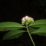 Ardisia opegrapha Leaf