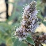 Mentha longifolia Flower