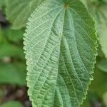 Acalypha setosa Blad