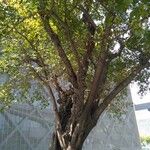 Ficus virens Habit