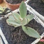 Kalanchoe tomentosa Folha