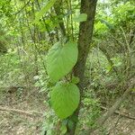 Aristolochia tomentosa Frunză