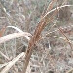 Andropogon gerardi Bark