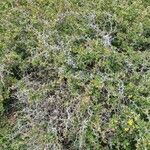 Berberis aetnensis عادت داشتن