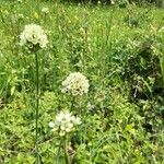 Silene sendtneri Flower