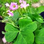 Oxalis debilis Flor