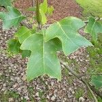 Liriodendron chinense Folha