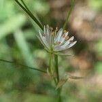 Stellaria graminea Цвят