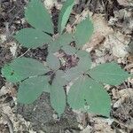 Panax quinquefolius Blad