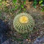 Echinocactus grusonii Fuelha