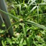 Cyperus aromaticus Folha