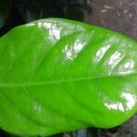 Coffea mauritiana Lam.Leht