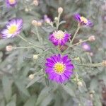 Aster microcephalus