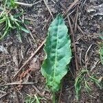 Rumex pulcher Leaf