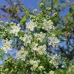 Conium maculatum Flower