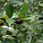 Psidium cattleianum Drugo