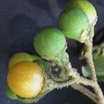 Solanum umbellatum Fruit