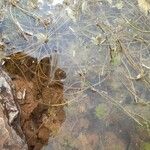 Limnophila indica Hoja