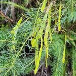 Acacia linifolia Vaisius