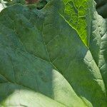 Rheum rhaponticum Leaf