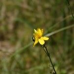Hypericum linariifolium Flower