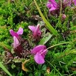 Pedicularis sylvatica Leaf