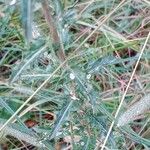 Carlina vulgaris 葉