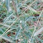 Carlina vulgaris Blad