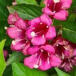 Weigela hortensis Cvet