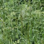 Elymus caninus Flower