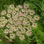 Libanotis pyrenaica 花