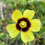 Tuberaria guttata Λουλούδι