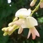 Sophora japonica Cvet